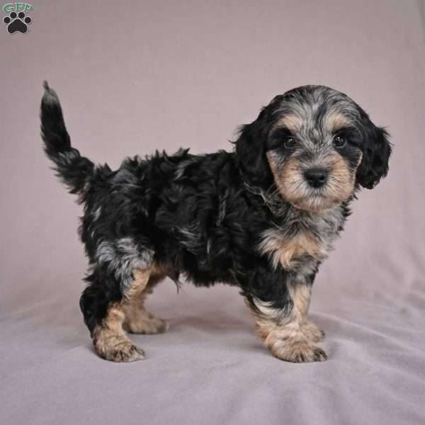 Barney, Cockapoo Puppy